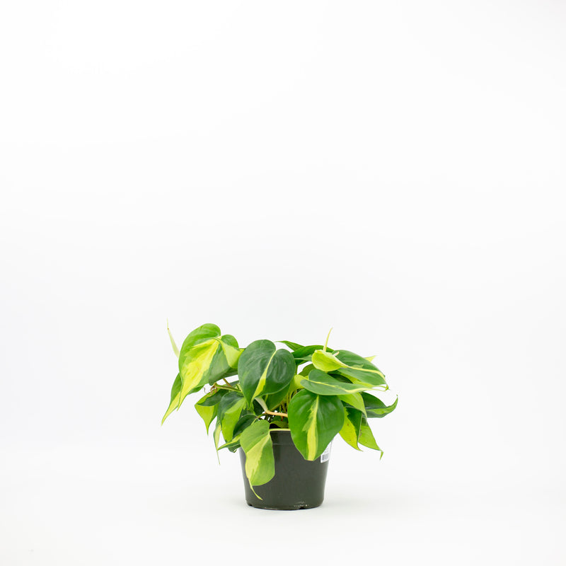 6" Philodendron Brasil