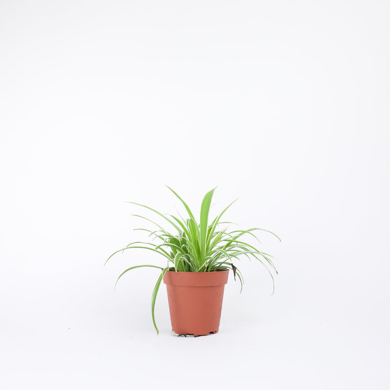 spider fern plant 4" Spider Plant – Fern Shop Cincinnati