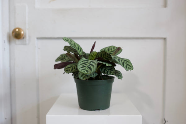6" Calathea 'Compact Star'