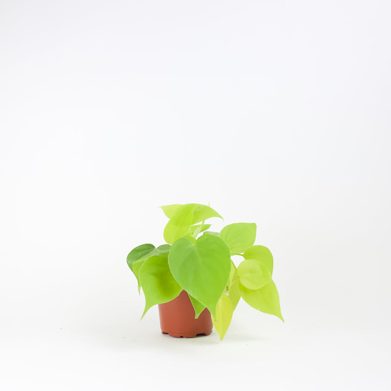 4 philodendron lemon 4" Philodendron Lemon Lime