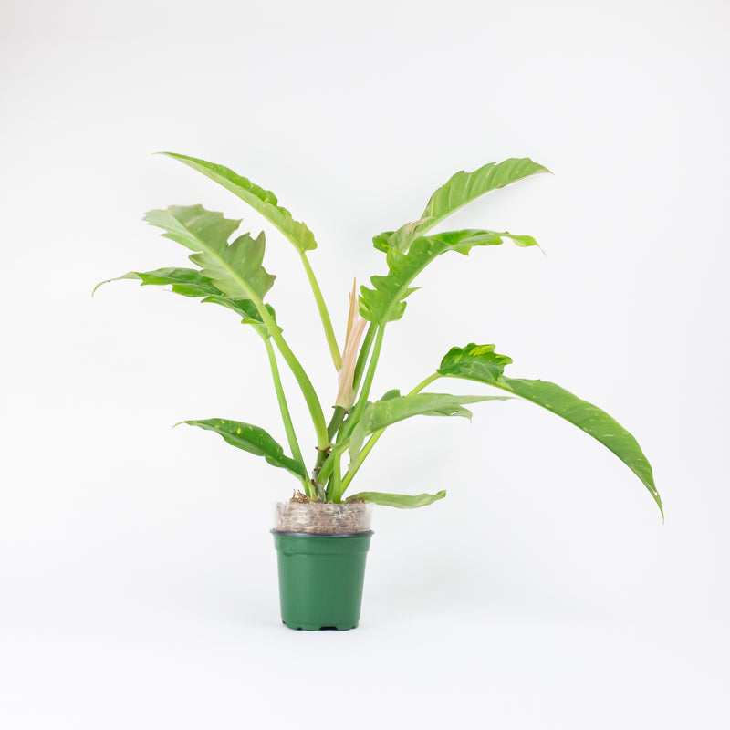 4" Philodendron Ring of Fire