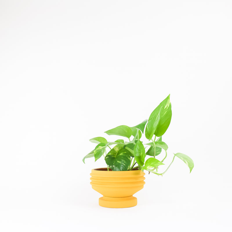 Strata Plant Vessel - Yellow