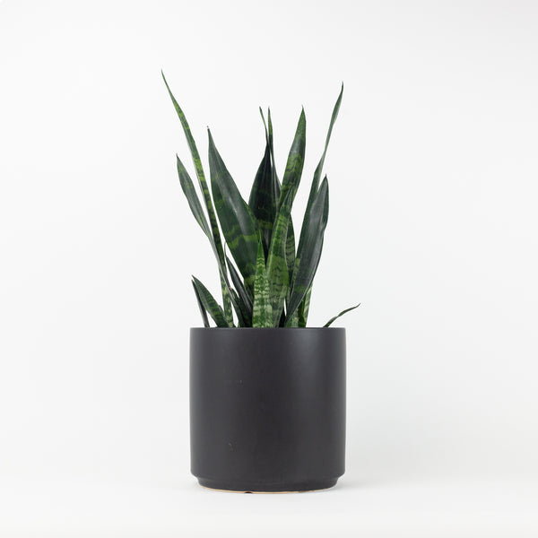 10" Ceramic Planter - Black