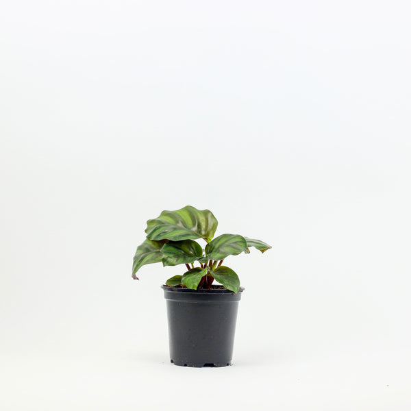 4" Calathea Fasciata