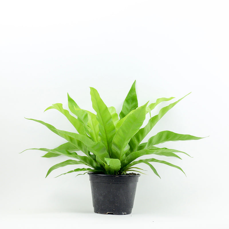 buy birds nest fern 6" Birds Nest Fern – Fern Shop Cincinnati