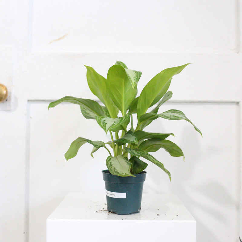 aglaonema sklep 4" Aglaonema silver bay