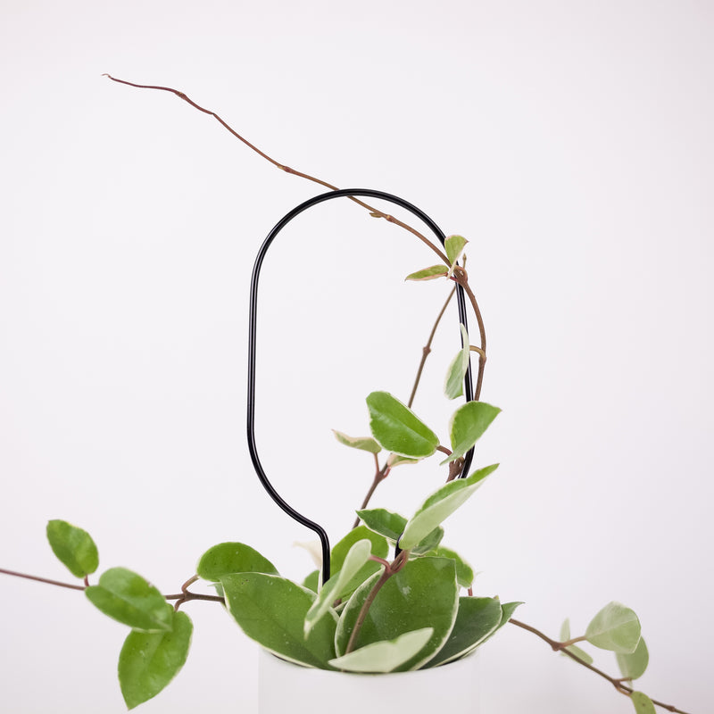 Mini Plant Stake - Hoop
