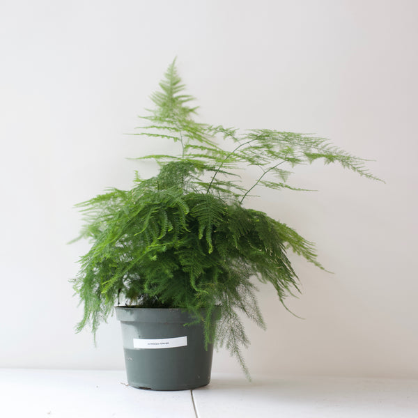 6" Asparagus Fern
