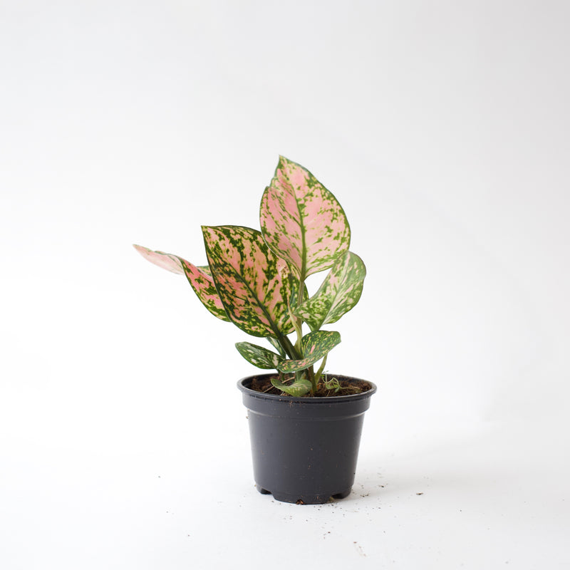 4" Aglaonema Red Valentine