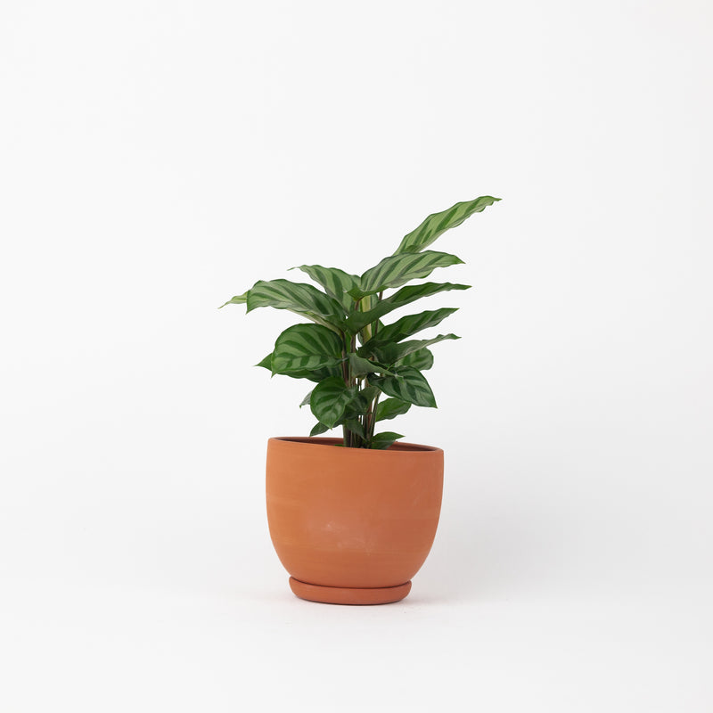 Classic Tabletop Planter- Terracotta