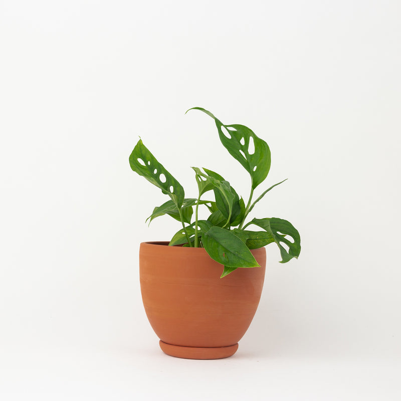 Classic Tabletop Planter- Terracotta