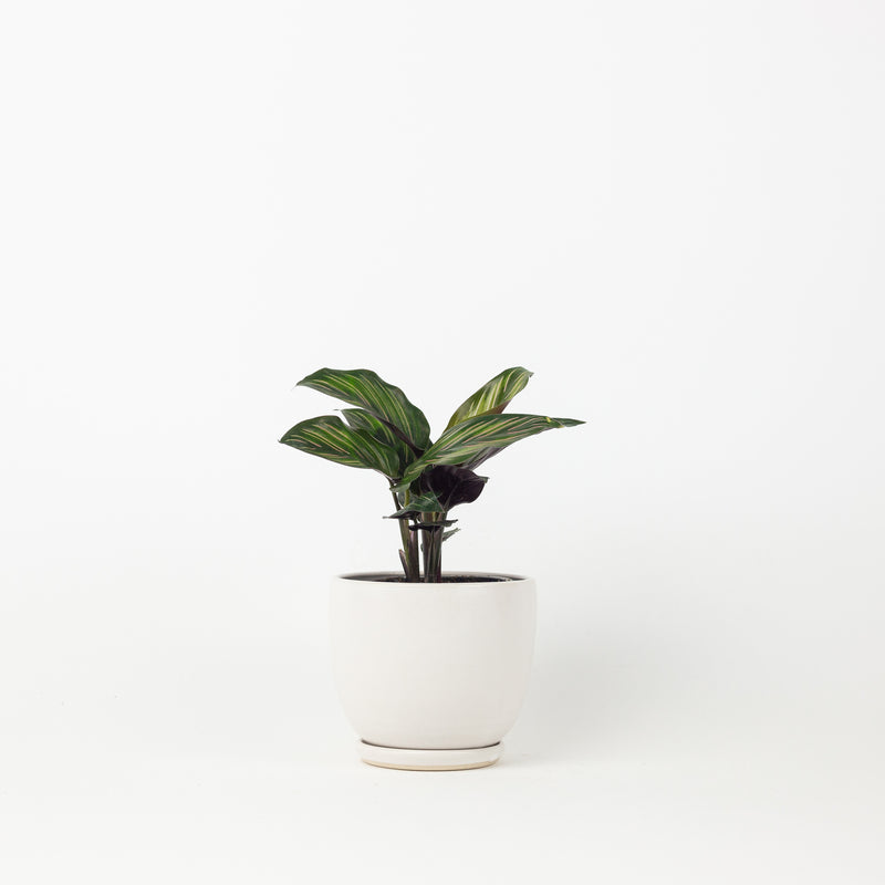 Classic Tabletop Planter- White