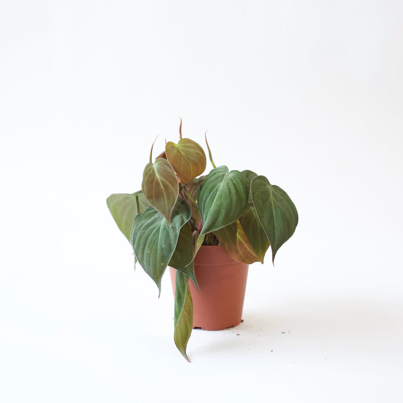 philodendron and ferns 4" Philodendron Micans – Fern Shop Cincinnati