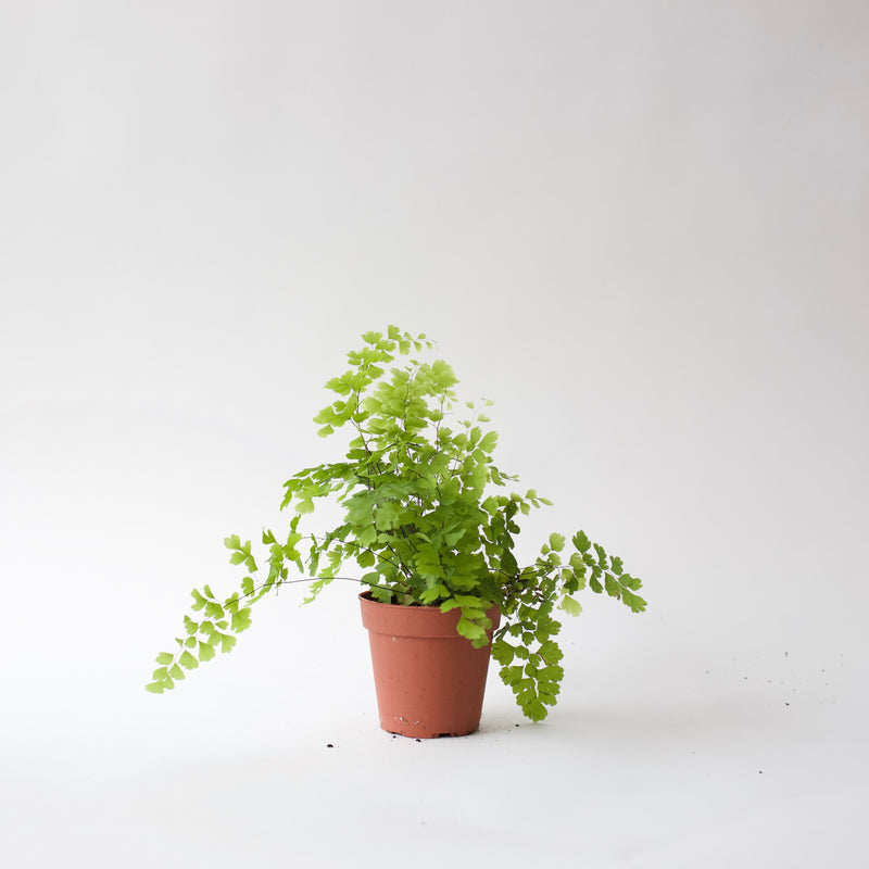 maidenhair fern house plants 4" Maidenhair Fern – Fern Shop Cincinnati