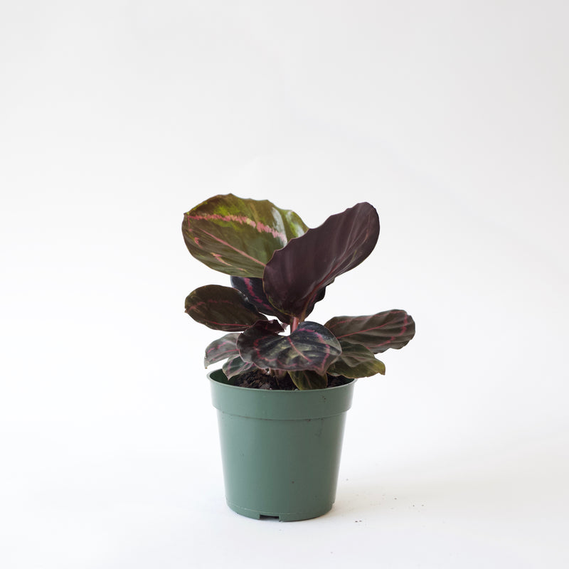 4" Calathea Dottie Roseopicta