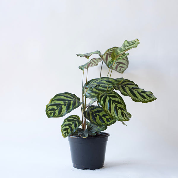 6" Calathea Makoyana