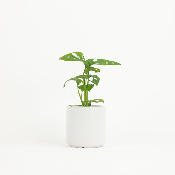 5" Ceramic Planter - White