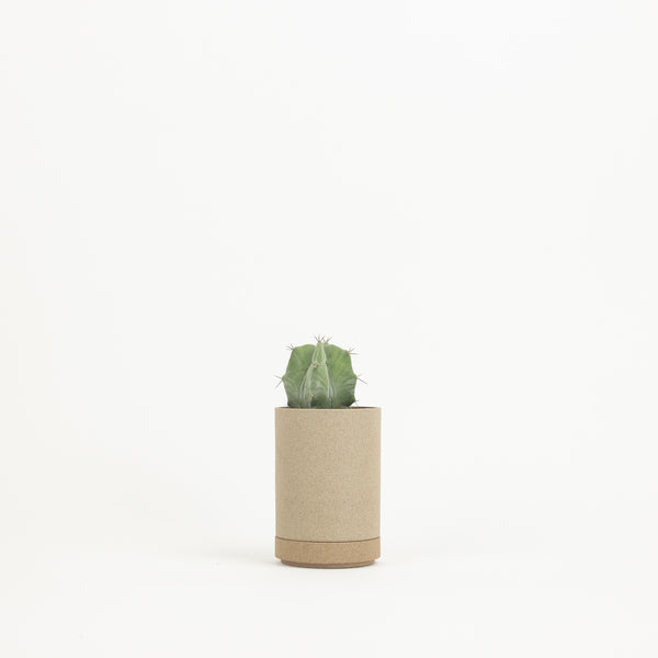 Plant Straws - Black – Fern Shop Cincinnati