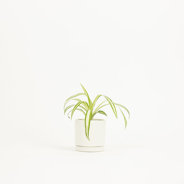 Tabletop Planter - White