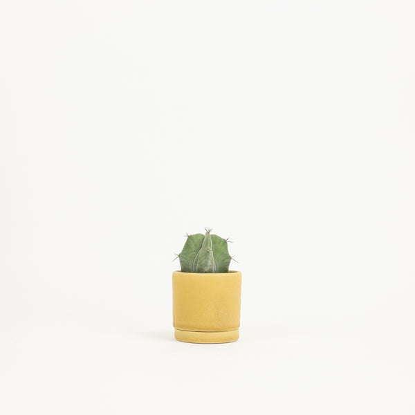 Tabletop Planter - Goldenrod