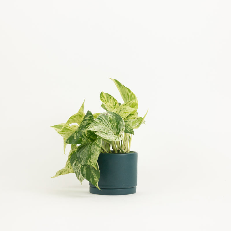 Tabletop Planter - Mariner Green