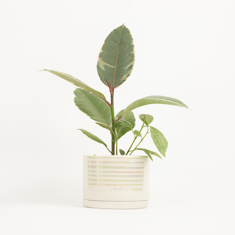 Tabletop Planter - Uni Stripe