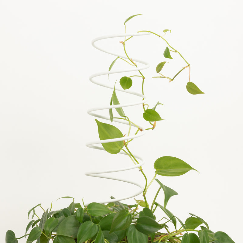 spiral house plant Spiral Houseplant Trellis – Fern Shop Cincinnati