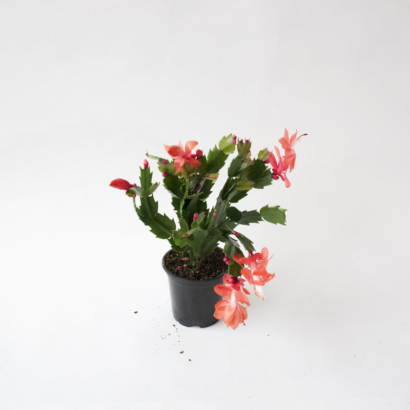 4" Christmas Cactus