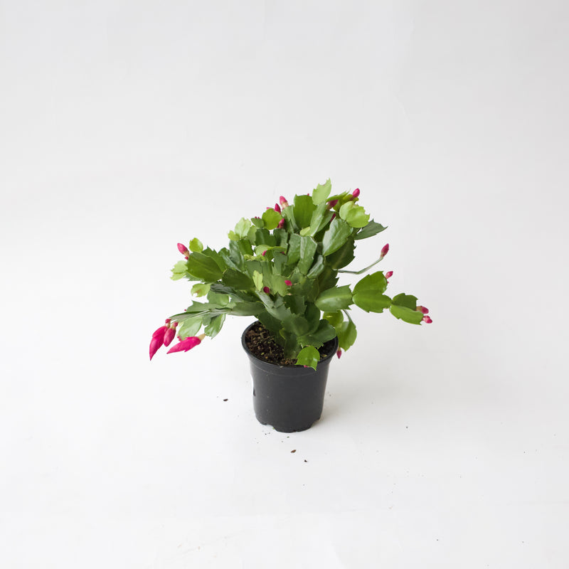 4" Christmas Cactus