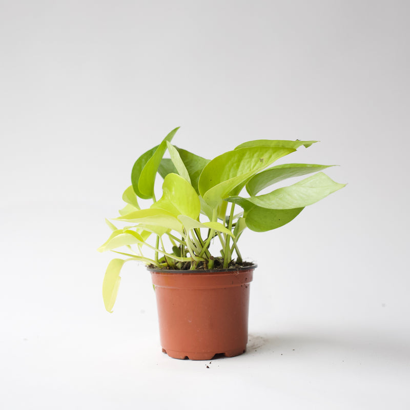 4" Neon Pothos