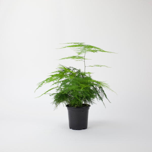 4" Asparagus Fern