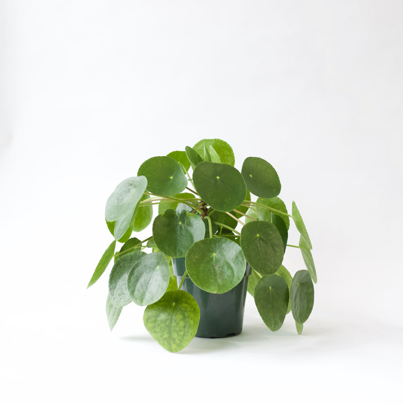 6" Pilea Peperomioides