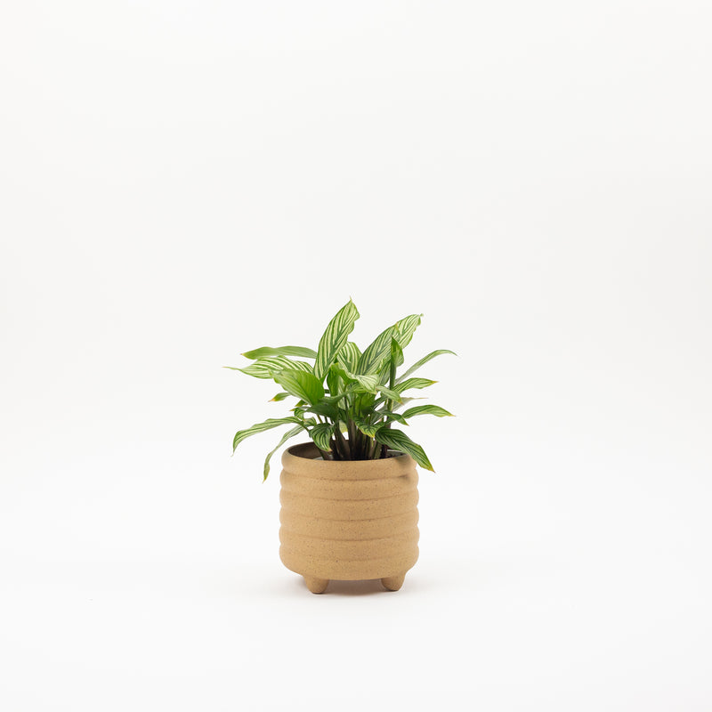 Bumby Footed Planter 4in - Speckled Tan